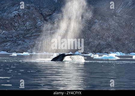 fluke de queue d'une baleine à bosse (Megaptera Novaeangliae) plongeant dans son souffle expiré au soleil. Fjord d'Ammassalik, Groenland oriental, Danemark Banque D'Images