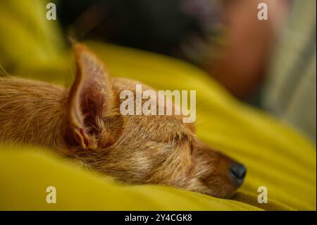 Chien drôle, chien Shaggy, visage de chien dans la lumière du soleil. Banque D'Images