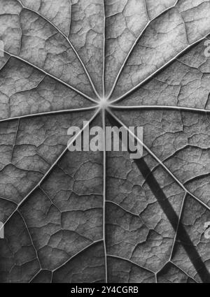 Surface foliaire, structure d'un nasturtium en noir, blanc Banque D'Images