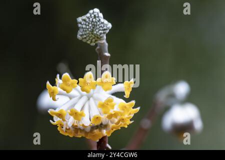 Buisson de papier japonais Edgeworthia chrysantha Banque D'Images