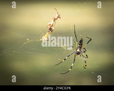 Orbe doré araignée (Nephila Pilipes) rampant dans le web, Balule Plains, Afrique du Sud, Afrique Banque D'Images