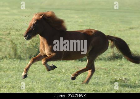 Cheval islandais au galop Banque D'Images