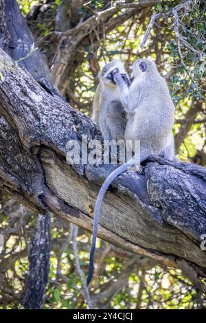 Deux singes Vervet (Chlorocebus pygerythrus) assis sur un arbre et caché, Manyeleti Game Reserve, Afrique du Sud, Afrique Banque D'Images