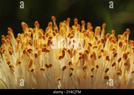 Étamines et anthères d'une fleur d'oreille d'éléphant Banque D'Images