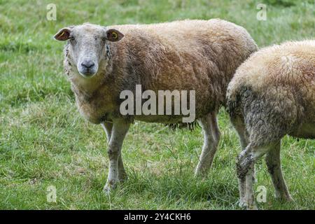 Deux moutons debout sur un pré vert, l'un regardant directement dans la caméra, borken, muensterland, allemagne Banque D'Images