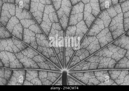 Vue de dessous de la surface foliaire d'un nasturtium en noir, blanc Banque D'Images