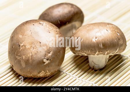 Champignon brun sur bambou, gros plan Banque D'Images