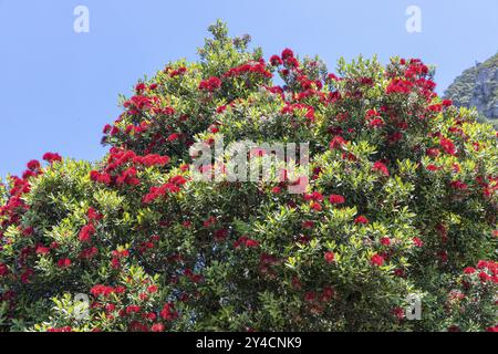 Arbre Pohutukawa en fleurs dans la station balnéaire de Mount Manganui dans la région de Bay of Plenty sur l'île du Nord de la Nouvelle-Zélande Banque D'Images