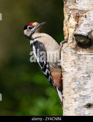 Grand pic tacheté juvénile (Dendrocopus major) sur un bouleau argenté, dans le parc national Peak District. Banque D'Images
