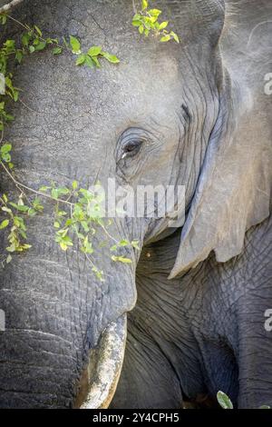 Portrait d'éléphant d'Afrique (Loxodonta africana), détail, gros plan, Manyeleti Game Reserve, Afrique du Sud, Afrique Banque D'Images