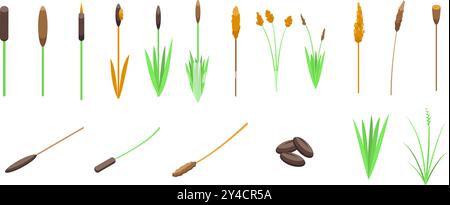 Icônes de roseau d'herbe définies. Ensemble de plantes de queue poussant à différents stades Illustration de Vecteur