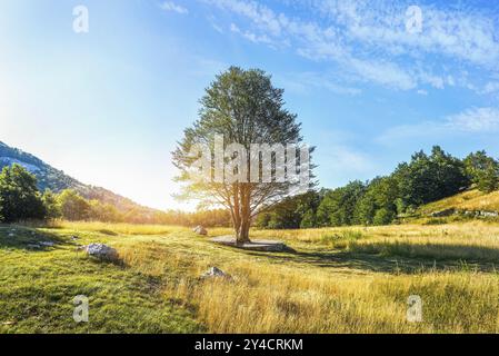 Arbre solitaire sur la prairie dans les montagnes du Monténégro Banque D'Images