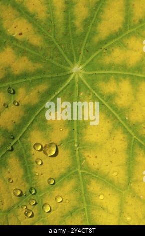 Gouttes d'eau sur la feuille d'un nasturtium Banque D'Images