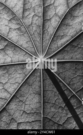 Surface foliaire, structure d'un nasturtium en noir, blanc Banque D'Images