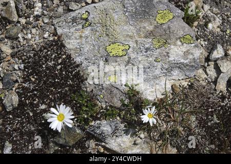 Bonbon alpin, fleurs de montagne, Silvretta, Vorarlberg, Autriche, Europe Banque D'Images