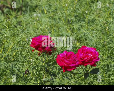 Fleurs de rose rouge au milieu d'une végétation dense et verte dans un jardin naturel aux couleurs vives, seppenrade, muensterland, allemagne Banque D'Images