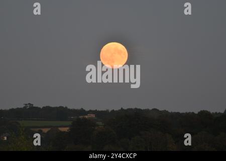 Le Harvest Super Moon Rising au-dessus de Chard Somerset Angleterre royaume-uni. 17/09/2024 crédit : Melvin Green Alamy Live News Banque D'Images