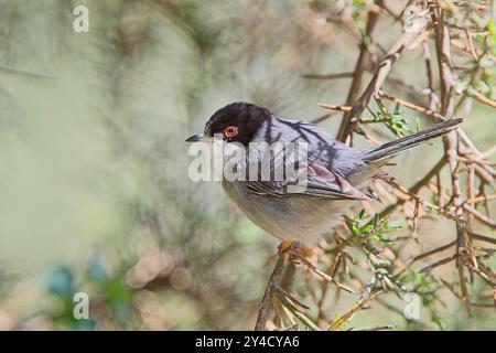 Paruline sarde (Curruca melanocephala), mâle perché dans un buisson, Chypre. Banque D'Images