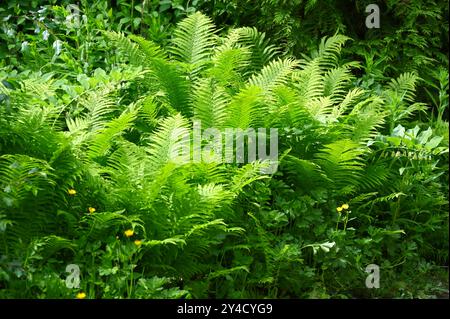 Frondes vertes fraîches de Shuttlecock, ou fougère d'autruche Matteuccia struthiopteris poussant dans le jardin britannique mai Banque D'Images