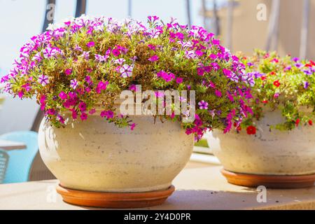 Un grand pot de fleurs en plein air éclate avec une profusion de fleurs colorées de pétunia de jardin, créant un affichage vibrant et enchanteur Banque D'Images