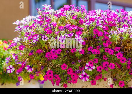 Un grand pot de fleurs en plein air éclate avec une profusion de fleurs colorées de pétunia de jardin, créant un affichage vibrant et enchanteur Banque D'Images