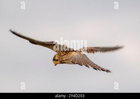 Londres, Royaume-Uni. 17 septembre 2024. Météo britannique – une des nombreuses crécerelles (falco tinnunculus) vues planer au-dessus de Northala Fields près de Northolt, à l'ouest de Londres, en attendant l'apparition de la Moisson Lune qui s'élève au-dessus des gratte-ciels de la capitale. Des nuages bas obscurcissaient toute vue de la lune. Les prévisions sont pour des conditions plus claires demain. Credit : Stephen Chung / Alamy Live News Banque D'Images