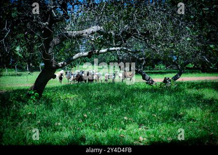 L'image représente une scène pastorale sereine. Un grand troupeau de moutons pèle paisiblement sur une prairie verdoyante. Une couverture d'arbre majestueuse avec ombre Banque D'Images