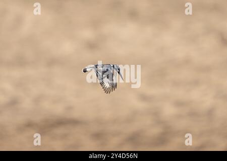 Pied kingfisher chasse. Safari en Afrique. Kingfisher pendant le safari en Afrique. kingfisher commun en Afrique. Banque D'Images