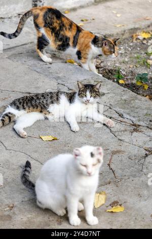 Les chats sans-abri se sont rassemblés sur la rue Marmontova, vieille ville, Split, Croatie Banque D'Images