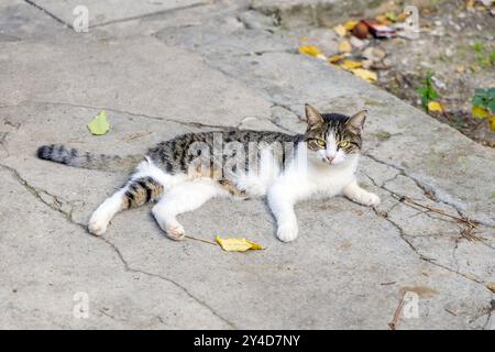 Chat sans abri se relaxant sur la rue Marmontova, vieille ville, Split, Croatie Banque D'Images