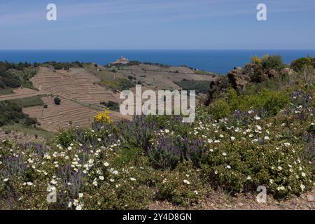 Vue aérienne de Collioure à Port-Vendres et la côte depuis la Vall de Pintes. Occitanie, France Banque D'Images