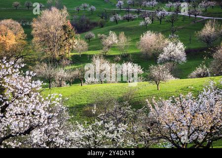Jeu léger du soleil de fin d'après-midi sur un flanc de colline Banque D'Images