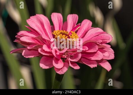 Fleur de zinnia rose avec étamines jaunes détaillées à la lumière naturelle Banque D'Images