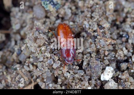 La farine déprimée Beetle - Palorus subdepressus est une espèce de dendroctone de la famille des Tenebrionidae, les dendroctone du dard. Banque D'Images