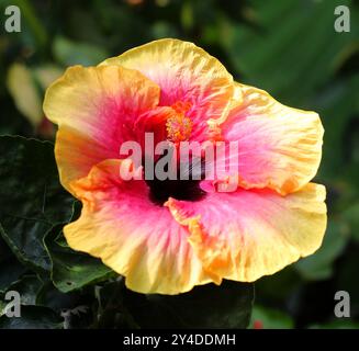 Hibiscus chinois rouge et jaune, Rose de Chine ou fleur à chaussures, Hibiscus rosa-sinensis, Malvaceae. Asie de l'est. Banque D'Images