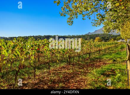 Stellenbosch cape wineland ou vignoble de raisins de Pinotage au Cap afrique du Sud Banque D'Images