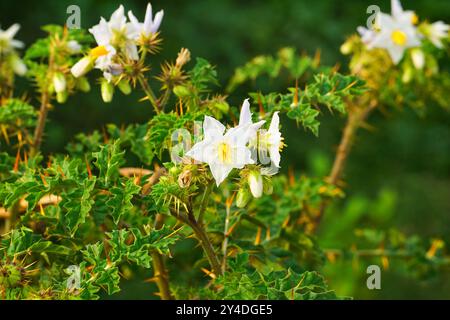 Fleurs sauvages blanches. Fond de printemps floral. Gros plan. Nature. Banque D'Images