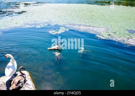 Une paire de cygnes, l'un reposant sur le rivage et l'autre nageant dans les eaux calmes du lac Kastoria, en Grèce, entouré de nénuphars et SC tranquille Banque D'Images