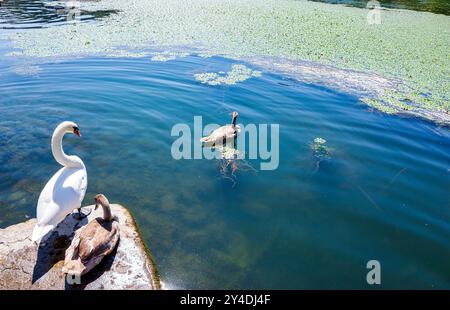 Une paire de cygnes, l'un reposant sur le rivage et l'autre nageant dans les eaux calmes du lac Kastoria, en Grèce, entouré de nénuphars et SC tranquille Banque D'Images