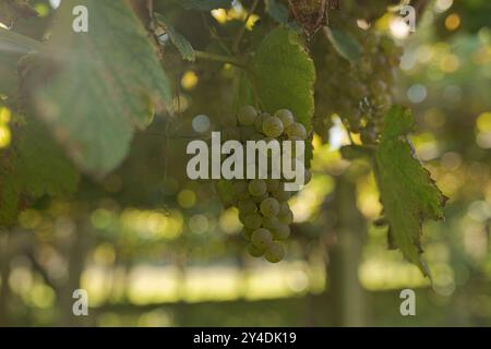 17 septembre 2024, Cambados, Pontevedra, EspaÃ±a : début de la saison des vendanges du raisin de vin AlbariÃ±o dans la région de Salnés, dans la province de Pontevedra, Galice, Espagne (crédit image : © Elena Fernandez/ZUMA Press Wire) USAGE ÉDITORIAL SEULEMENT! Non destiné à UN USAGE commercial ! Banque D'Images