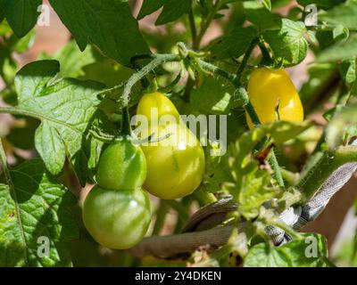 Tomates jaune poire sur la vigne, certaines mûres, certaines encore vertes Banque D'Images