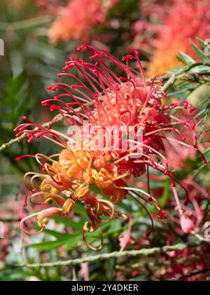 Fleurs de Grevillea Loopy Lou fleurissant dans le jardin, plante indigène australienne Banque D'Images