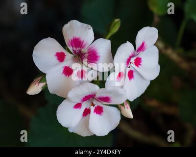 Blanc avec des pétales tachetés rose chaud sur les fleurs de géranium et les bourgeons fleurissant au printemps Banque D'Images