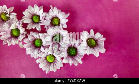 De minuscules fleurs blanches de chrysanthème flottent dans l'eau. Les gouttes de pluie tombent sur les fleurs de chrysanthème sur un fond violet. Concept de spa, bien-être, soi Banque D'Images