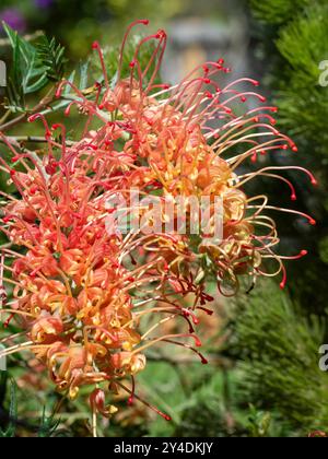 Fleurs de Grevillea Loopy Lou fleurissant dans le jardin, plante indigène australienne Banque D'Images