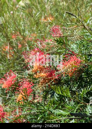 Fleurs de Grevillea Loopy Lou fleurissant sur la masse dans le jardin, plante indigène australienne Banque D'Images