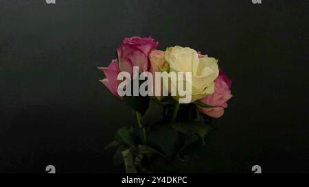 Bouquet de diverses roses colorées sur fond sombre. Bouquet de roses sur fond noir. Concept de romance, amour, vibes noires Banque D'Images