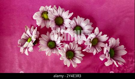 Les fleurs de chrysanthème flottent dans l'eau. De minuscules fleurs de chrysanthème flottaient dans l'eau sur un fond rouge. Le concept de cosmétiques, de soins personnels, d'amour Banque D'Images