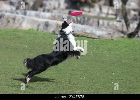 portrait d'un beau chien de collie de frontière jouant aller chercher dans le parc avec frisbee Banque D'Images