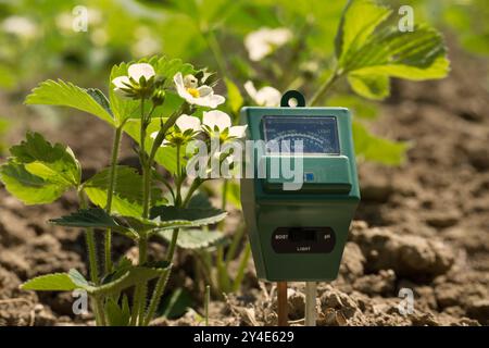 Compteur agricole pour mesurer le pH du sol, la lumière et le niveau d'humidité du sol parmi les plants de fraise en fleurs Banque D'Images